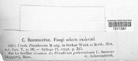 Uredo frankeniae image